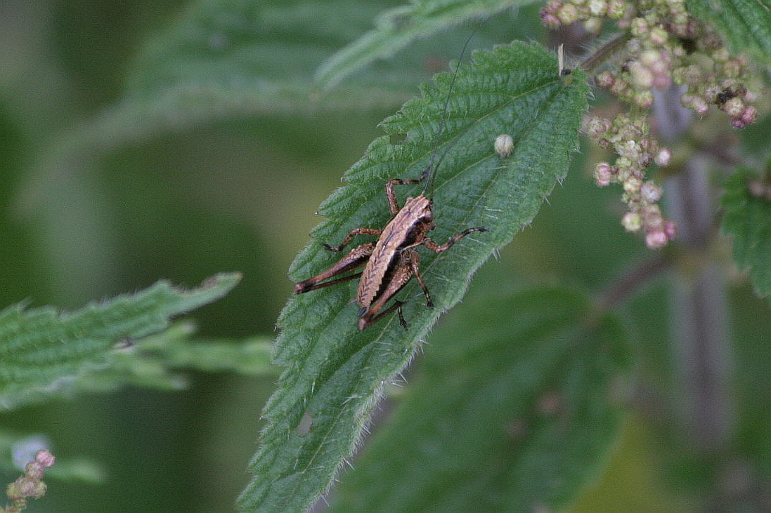 Piccola cavalletta: giovane di Pholidoptera griseoaptera